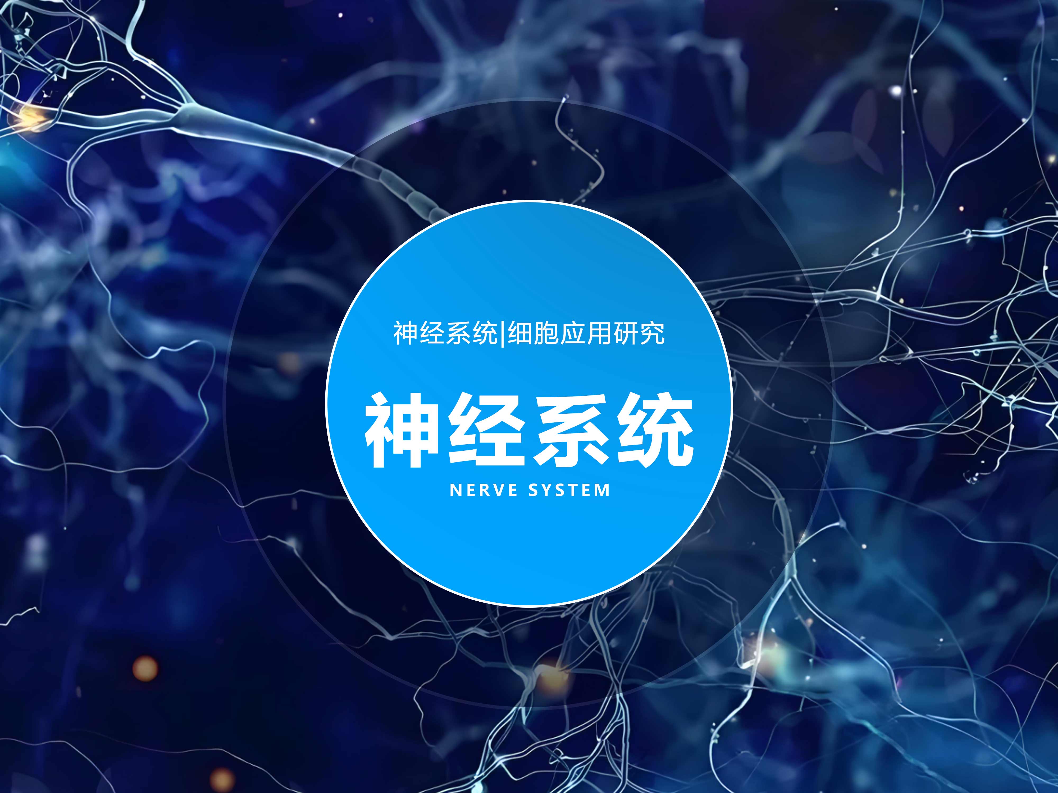 神經(jīng)系統(tǒng)|細胞應用研究